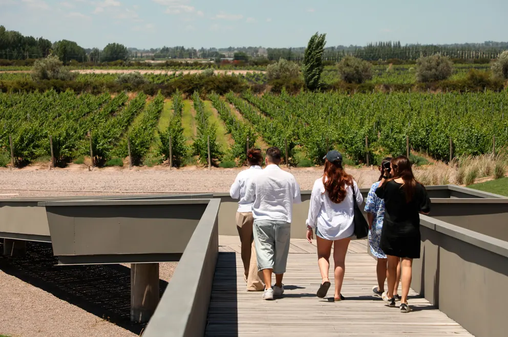 Vineyards Bienvenida